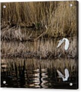 Great Egret's Flight To A New Position Acrylic Print