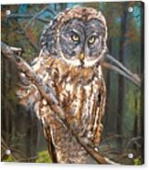 Great Grey Owl 2 Acrylic Print
