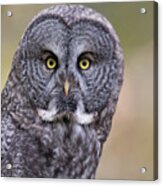 Great Grey Owl Acrylic Print