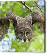 Great Grey Owl Flying Acrylic Print