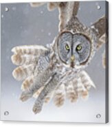 Great Grey Owl In Snowstorm Acrylic Print