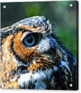 Great Horned Owl - Bubo Virginianus Acrylic Print