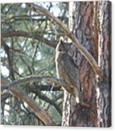 Great Horned Owl In A Tree Acrylic Print