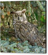 Great Horned Owl Acrylic Print