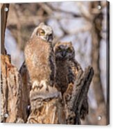 Great Horned Owl Owlets At Sunset Acrylic Print