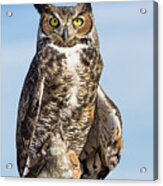 Great Horned Owl Portrait - Winged Ambassadors Acrylic Print