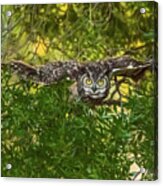 Great Horned Owl Take Off Acrylic Print