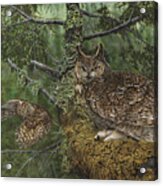 Great Horned Owls Acrylic Print