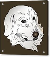 Great Pyrenees Dog Acrylic Print