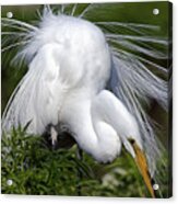Great White Egret Displaying Plumage Acrylic Print