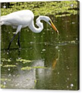 Great White Egret Feeding Acrylic Print