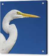 Great White Heron Acrylic Print
