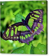 Green And Black Butterfly Acrylic Print