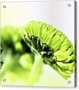 Green Button Chrysanthemum Acrylic Print