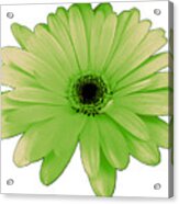 Green Daisy Flower Acrylic Print