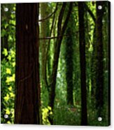 Green Forest Acrylic Print
