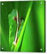 Green Frog In Vegetation Acrylic Print