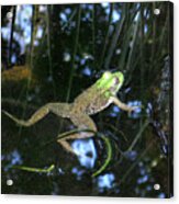 Green Frog Acrylic Print