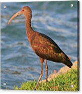 Green Ibis 4 Acrylic Print