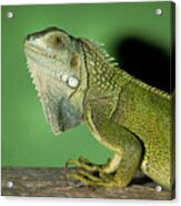 Green Iguana Acrylic Print