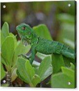 Green Iguana Walking On The Tops Of A Shrub Acrylic Print