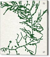 Green Seaweed Art Cystoseira Fibrosa Acrylic Print