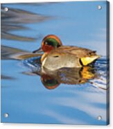 Green-winged Teal In Pretty Water Acrylic Print
