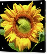 Greenburst Sunflower Acrylic Print