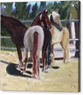 Gregory And His Mares Acrylic Print