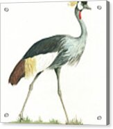 Grey Crowned Crane Acrylic Print