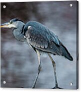 Grey Heron Profile Acrylic Print