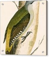 Grey Woodpecker Acrylic Print