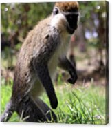 Grivet Monkey Of The Great Rift Valley Acrylic Print