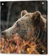 Grizzly Bear Portrait In Fall Acrylic Print