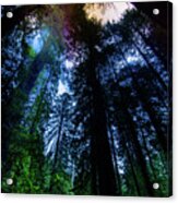 Grizzly Creek Redwood Grove Acrylic Print
