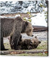 Grizzly Cub With Mother Acrylic Print