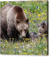 Grizzly Sow And Cub In Summer Flowers Acrylic Print
