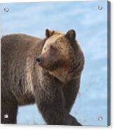 Grizzly's Attention Acrylic Print