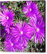 Ground Blooms 1 Acrylic Print