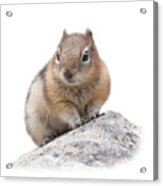 Ground Squirrel T-shirt Acrylic Print