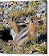 Ground Squirrels At Molas Pass Acrylic Print