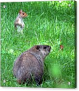 Groundhog And Squirrel Chance Encounter Acrylic Print