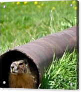 Groundhog In A Pipe Acrylic Print