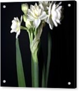 Grow Tiny Paperwhites Narcissus Photograph By Delynn Addams Acrylic Print