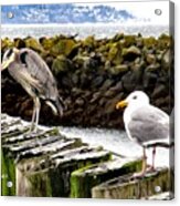 Gull And Blue Heron Acrylic Print