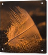 Gull Feather At Sunset Acrylic Print