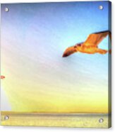 Gull In Sky Acrylic Print