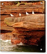 Gulls On Outcropping Acrylic Print