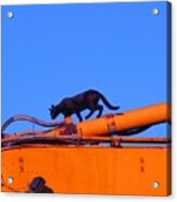 Gunther Gets On Top Of Things Acrylic Print