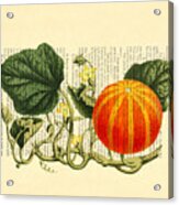 Halloween Pumpkin Antique Illustration Acrylic Print